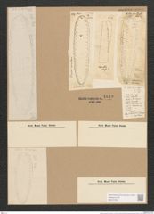 Surirella robusta Ehr. (de-Toni-Nr.: Genus 53, Species 2233) Zeichnungen Sammlung Grunow Nr. 4649 (NHMW-BOT-W0372709)